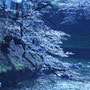 千鳥ヶ淵 2026/3月 千代田区