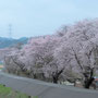 久慈川の土手桜