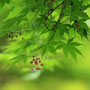 2025年4月 北総花の丘公園