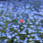 2025年4月 北総花の丘公園