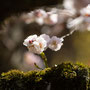2026年2月 成田山公園