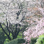 校内を飾る桜 2026/4月 キリスト教大学