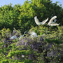 2025年4月 北総花の丘公園