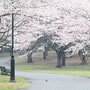 北総花の丘公園 2026/4月 印西市