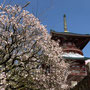 2026年2月 成田山公園