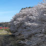 泉崎天王の桜