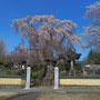 昌建寺枝垂れ桜