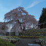 金毘羅桜
