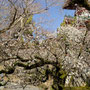 2026年2月 成田山公園