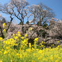 吉高の大櫻 2026/4月 吉高