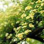 2025年4月 北総花の丘公園
