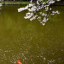 2024年5月 印西市結縁寺
