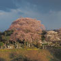 弘法の桜