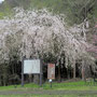 外大野の枝垂れ桜