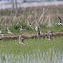 キョウジョシギ早苗田圃周辺を群れて飛翔…其の一 キョウジョシギ 5月 柏市