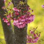 陽光 2026/3月 北総花の丘公園