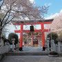 加波山神社の桜　3月