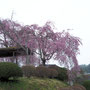 上岡の彼岸桜