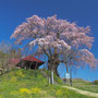 上石の枝垂れ桜