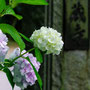 2026/６月 印西市地蔵寺