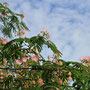 2025年6月　北総花の丘公園