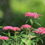 下野の花が群生しています 2025年5月 北総花の丘公園