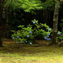 2026/６月 印西市松虫寺  