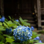 2026/６月 印西市松虫寺  