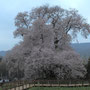 戸津辺の桜