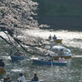 千鳥ヶ淵 2026/3月 千代田区