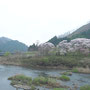 久慈川の土手桜