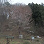 外大野の枝垂れ桜