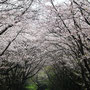 校内を飾る桜 2026/4月 キリスト教大学