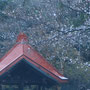 2025年4月 印西市結縁寺