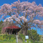 上上石の不動ザクラ　　４月　郡山市中田町　