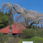 吉祥院のしだれ桜