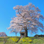 七草木天神桜　4月