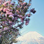 富士吉田　5月