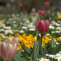 春の花壇1 2026/3月 北総花の丘公園