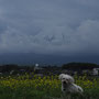 富士吉田市