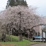 外大野の枝垂れ桜
