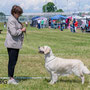 Dogshow Project 2024