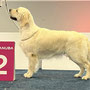 Europasiegershow dortmund