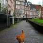 Garfield lebt in Amsterdam!!!!