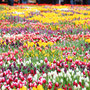 viele viele Tulpen!