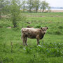 Haithabu Kalb