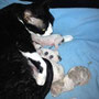 Penate's Grenade and her kittens