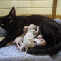 Genièvre du Caramy and her kittens
