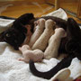 Genièvre du Caramy and her kittens