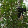 Andasibe - Indri Indri 
